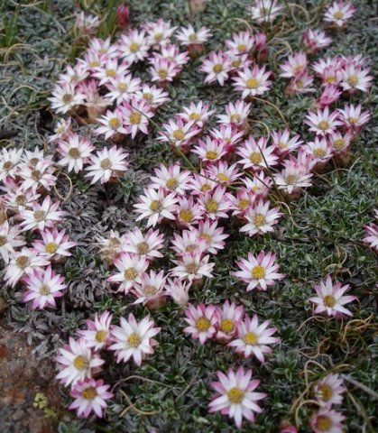 Helichrysum resembling marginatum